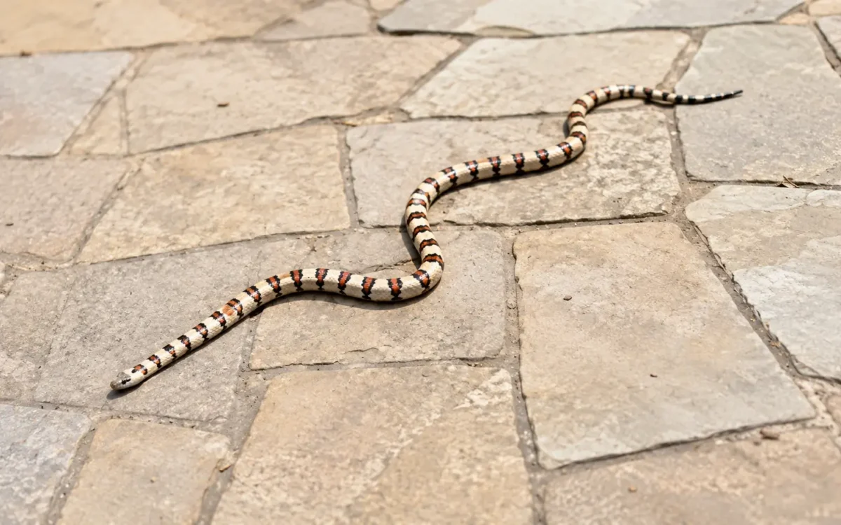 Man Finds Three-foot Grass Snake In Bracknell Toilet